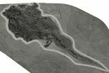 Devonian Armored Fish (Coccosteus) Fossil - Scotland #206850-1